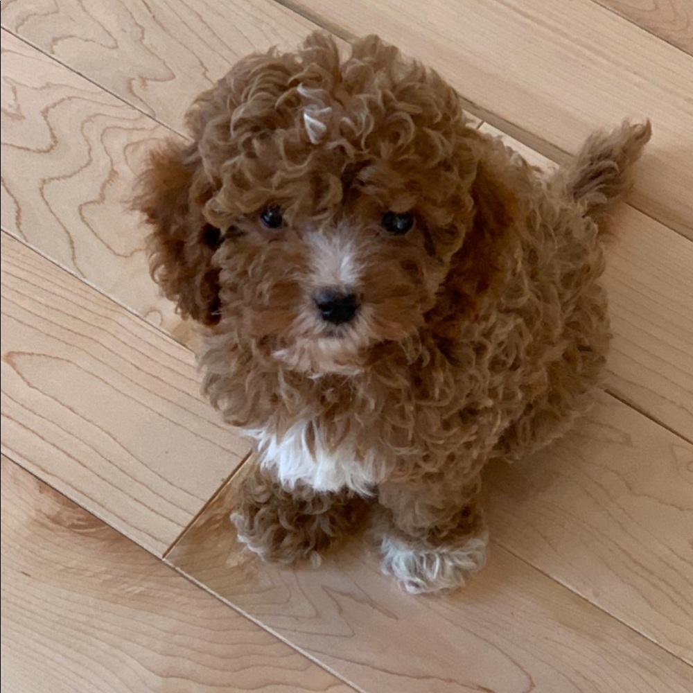 Meet your Posher, Enrico